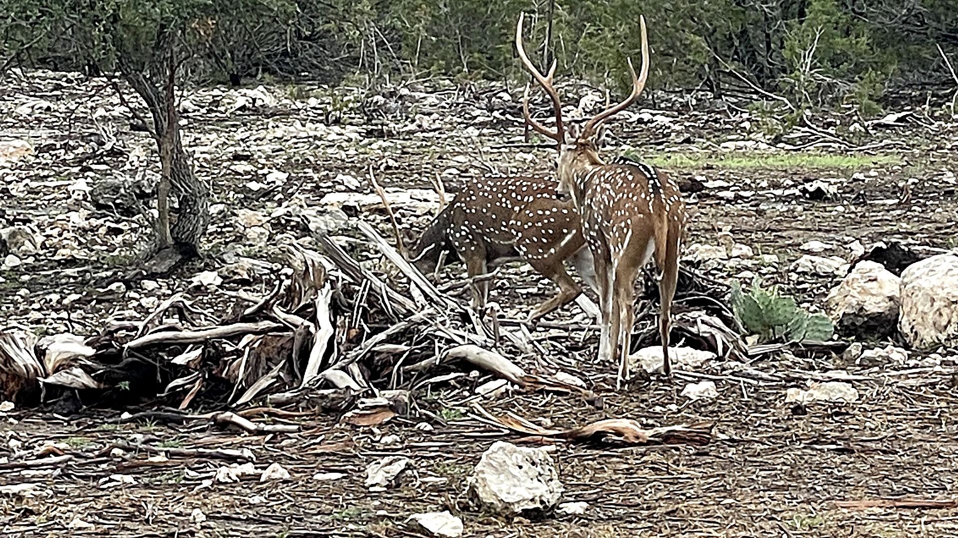 Axis deer buck in a Texas hill country pasture — Wildfolio market intelligence