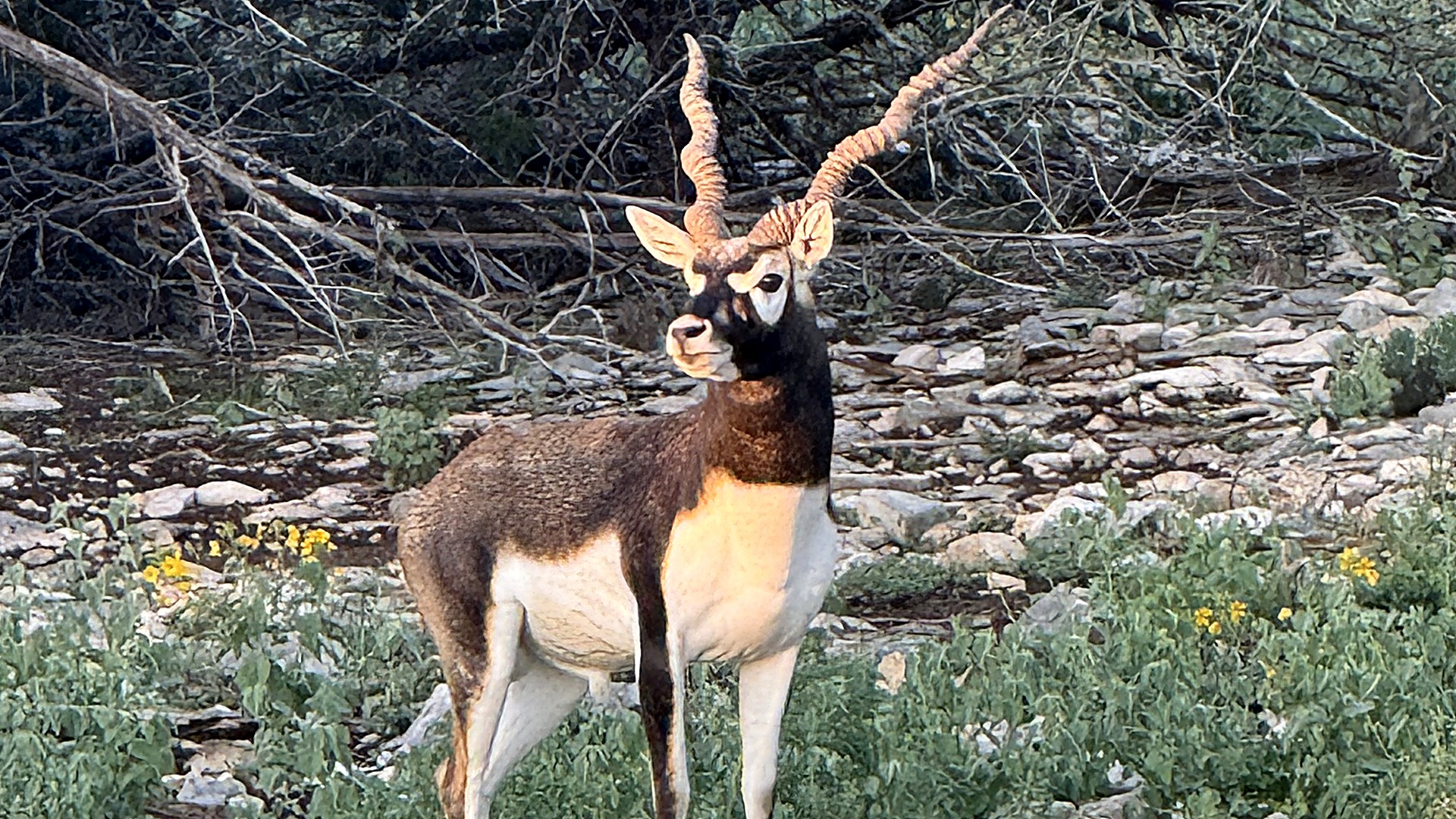 Blackbuck antelope male on an exotic livestock ranch — Wildfolio pricing data