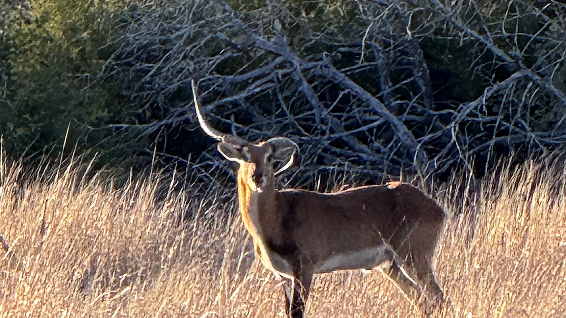 Red lechwe ram in a managed wildlife operation — Wildfolio market analytics
